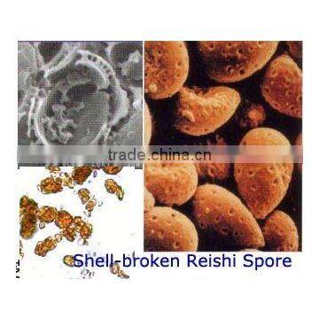 Halal Kosher for Shell-broken reishi Spore Powder