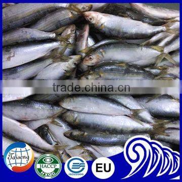 High Quality Frozen Sardine Fish Whole Round