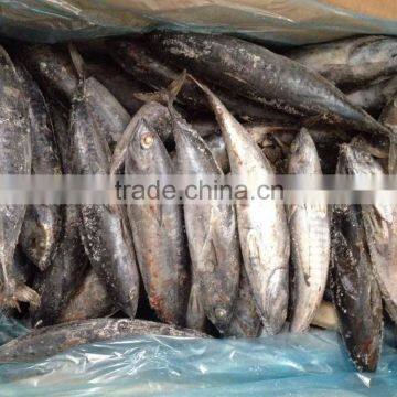 300-500g, 500-1000g, 1000g up Bonito Frozen Bonito Whole Round