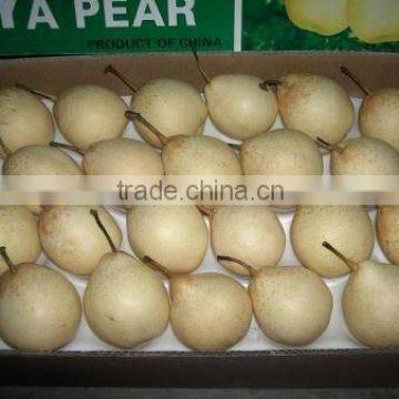 Shandong Pear