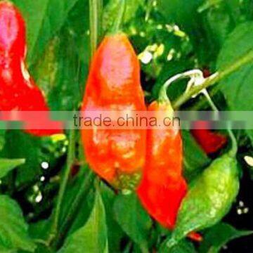 Fresh Red Chilli