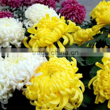 High Quality Chrysanthemum Seeds Flos Chrysanthemi For Growing in Garden