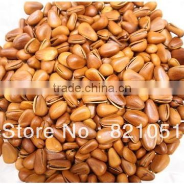 pine nut