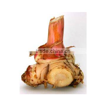 100% NATURAL Galangal Oil (Galangal Alpine) photo-2