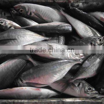 Fresh fish 18CM China made frozen horse mackerel