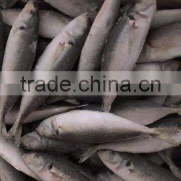 IQF Frozen Horse Mackerel/round Scad photo-5