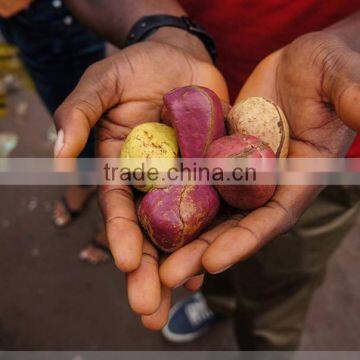 High Quality Hot Sale Kola Nuts photo-2