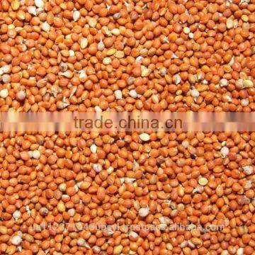 RED MILLET