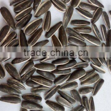 sunflower seeds best price raw seed