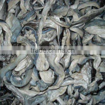 FROZEN SKIN PANGASIUS