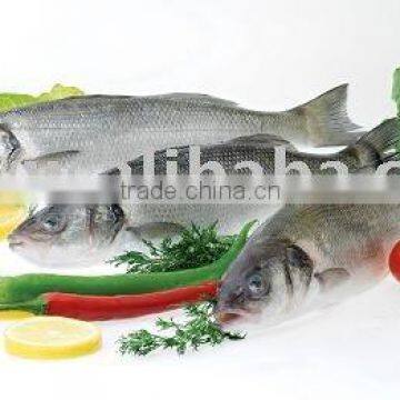 SEA BASS