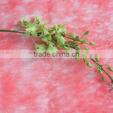 Most popular factory direct phalaenopsis orchid