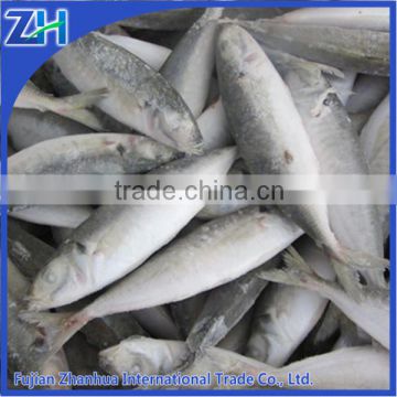 horse mackerel fish, big eye mackerel fish, Japanese horse mackerel