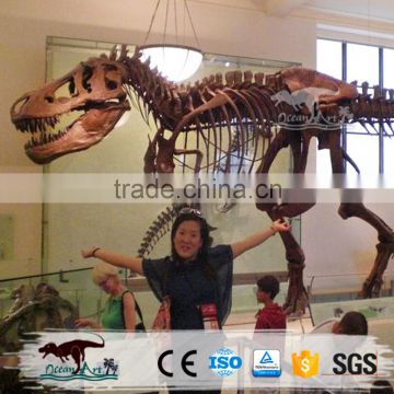 Indoor exhibition life size artificial dinosaur skeleton