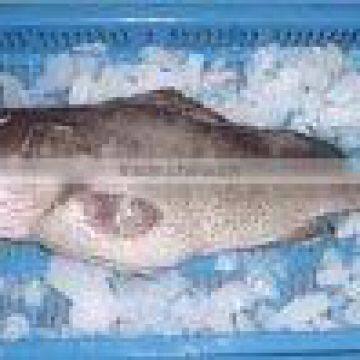 Spotted Grouper / Greasy Grouper - Whole , HO Gutted , Skin-on Fillet, Skinless Fillet