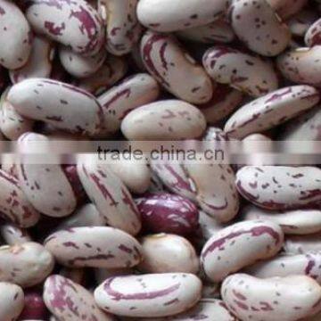 New Crop Light Red Speckled Kidne y Beans Long Shape Bamboo Bean for Europe
