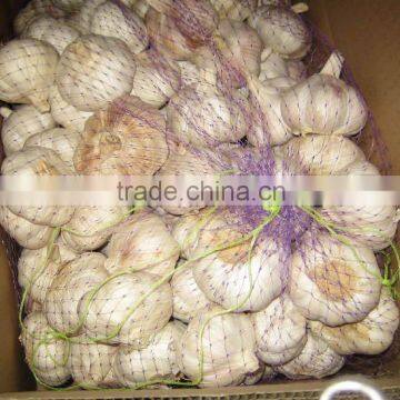 Fresh Jinxiang Garlic photo-2