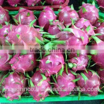 DRAGON FRUIT