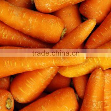 Fresh Carrot