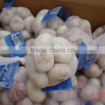 New Season Solo Garlic