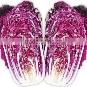 Chinese vegetable hybrid cabbage Seeds purple vegetable seeds for planting-V01