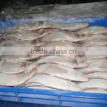 Frozen Hilsa Fish photo-2