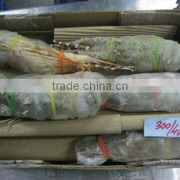 Frozen Raw Lobster Whole