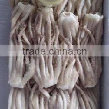 Frozen Illex Squid Tentacle photo-3