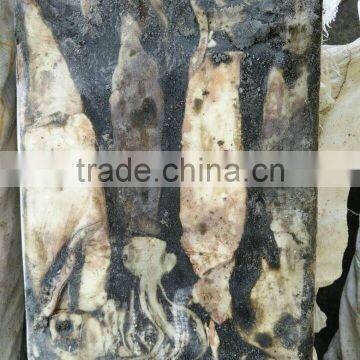 Frozen Peru Squid Wholesale photo-4