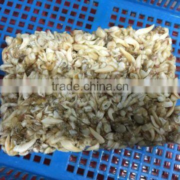 BQF Suff Clam Meat for USA Market photo-2