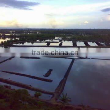 Sell Gracilaria, Eucheuma Spinosum And Eucheuma Cottoni Seaweeds photo-3