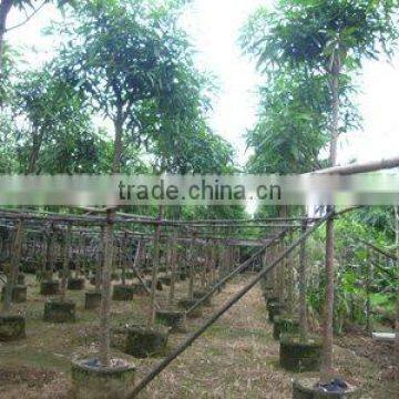 Mangifera indica outdoor plants