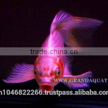 Butterfly Koi Fish For Sale / Aquarium Fish Export photo-2