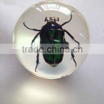 New design clear plastic half sphere with real ember embedded for promotional gift