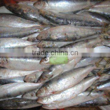 100-120g frozen sardine