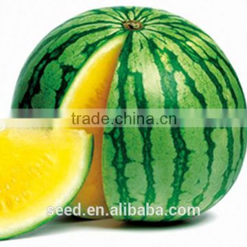 Golden Orchid deep yellow flesh seedless watermelon seeds