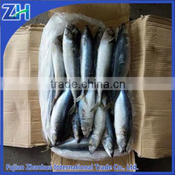 Land frozen pacific mackerel WR ready for shipment