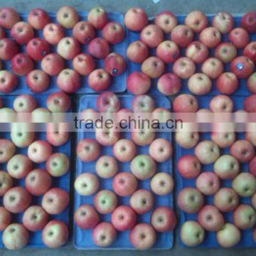 frshe qinguan apple and red delicious apple hot dale