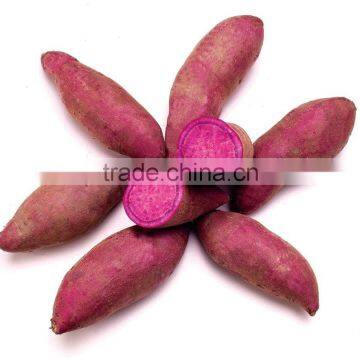 Sweet Potato Fresh Harvest Good Taste Sweet Potato photo-4