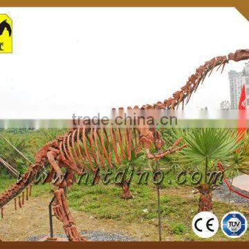 Original High Simulation Life Size Dinosaur Skeleton for Sale