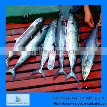 High quality norway pacific mackerel fish