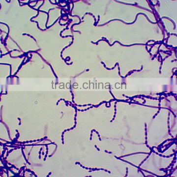 Educational medical microbiology prepared slides botany microscope slides microbiology prepared slides for microscopes