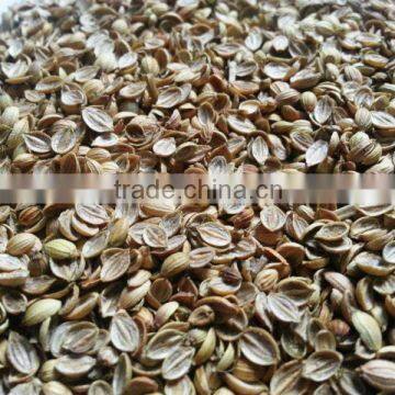 Coriander seed