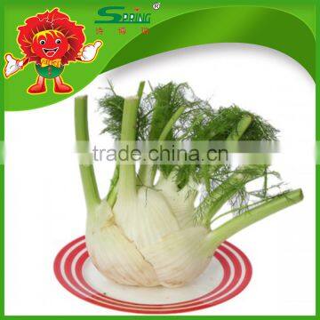 Low Price Wholesale Chinese Fennel Root Fresh Stem Vegetable