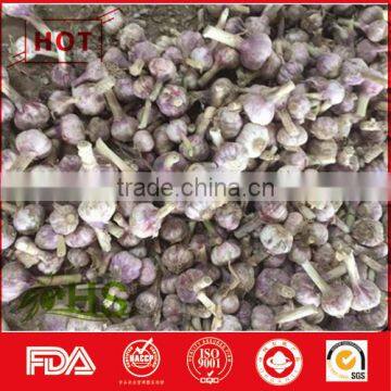 Organic one bulb fresh one clove garlic
