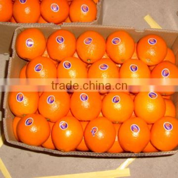 navel orange so cheap price hot selling