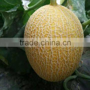 Hybrid Gift melon muskmelon seeds Cantaloup Hami melon seeds for growing and sale-ke Mi No.20