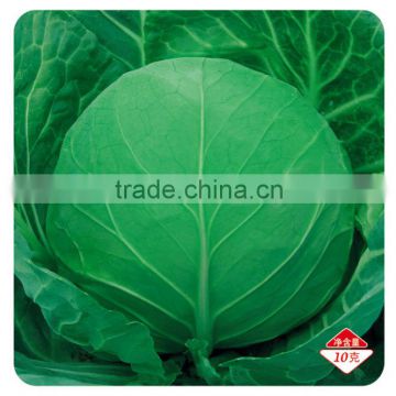 Sale F1 Hybrid cabbage Seeds Kale seed for growing-Iron Ball 46