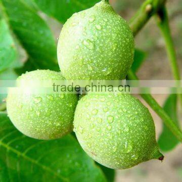 Wholesale Natural Dried Walnut Nut delicious nuts walnut unshelled