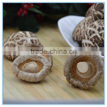 Shiitake Mushroom 1kg Log